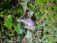 Calumma oshaughnessyi