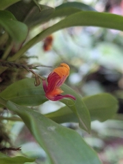Scaphosepalum anchoriferum