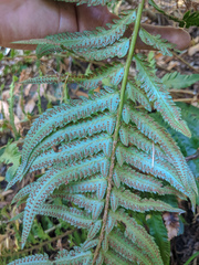 Polystichum californicum × munitum