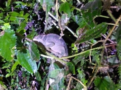 Calumma oshaughnessyi