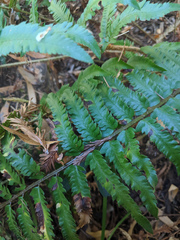 Polystichum californicum × munitum