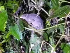 Calumma oshaughnessyi