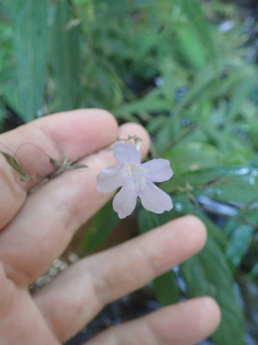 White candles (Ruellia longifolia)