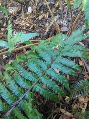 Polystichum californicum × munitum