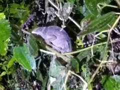 Calumma oshaughnessyi