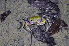 Nanhaipotamon formosanum