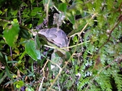 Calumma oshaughnessyi