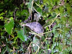 Calumma oshaughnessyi