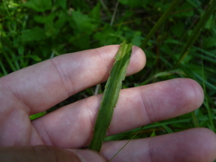 Eryngium aquaticum