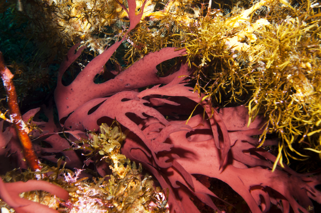 Curdiea balthazarii