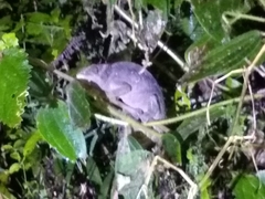 Calumma oshaughnessyi