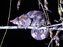 Calumma crypticum