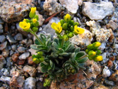 Draba lemmonii