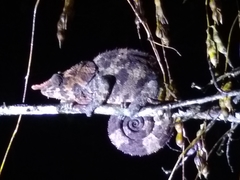 Calumma crypticum