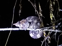 Calumma crypticum