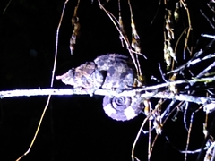 Calumma crypticum