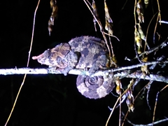 Calumma crypticum