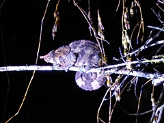 Calumma crypticum
