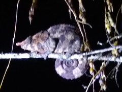 Calumma crypticum