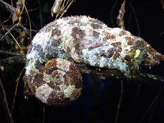 Calumma crypticum