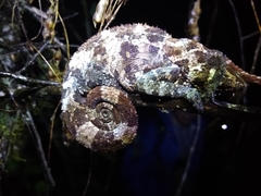 Calumma crypticum