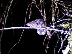 Calumma crypticum