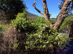 Clematis microphylla