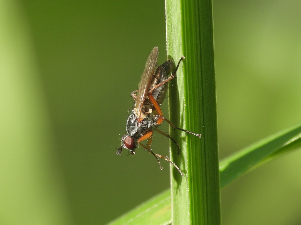 Iris Bud Fly