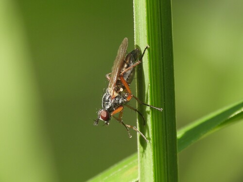 Iris Bud Fly
