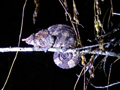 Calumma crypticum