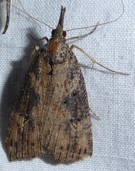 Hypena humuli