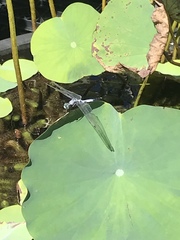 Orthetrum albistylum speciosum