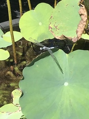 Orthetrum albistylum speciosum