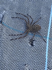 Heteropoda venatoria