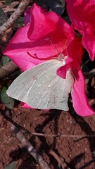 Phoebis neocypris
