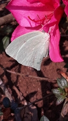 Phoebis neocypris