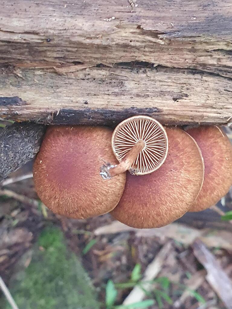 Pholiota multicingulata · May 2025 · photo: © rgpowlesland (iNaturalist, cc-by-nc)