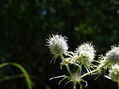 Eryngium aquaticum