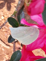 Phoebis neocypris