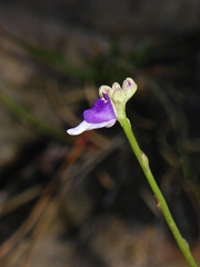 Utricularia caerulea