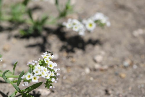 iNaturalist observation photo of Heliotrope Fairy Bee