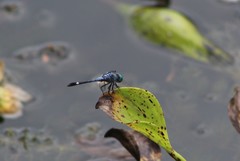 Micrathyria aequalis