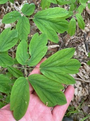 Blue Cohosh (Caulophyllum thalictroides)