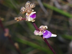 Utricularia caerulea