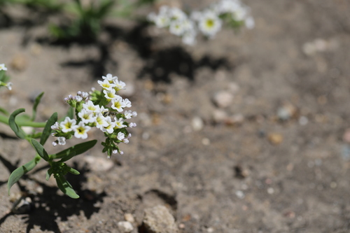iNaturalist observation photo of Heliotrope Fairy Bee