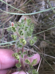 Acalypha radians