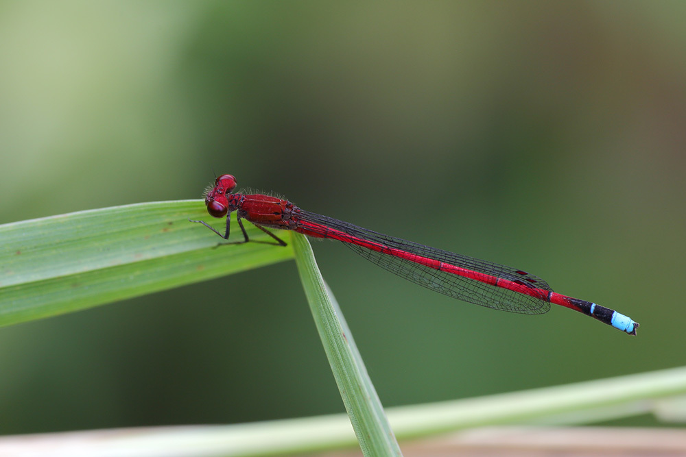 Oxyagrion simile