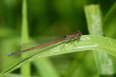 Oxyagrion hempeli