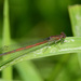 Oxyagrion hempeli - Photo (c) Erland Refling Nielsen, some rights reserved (CC BY-NC)