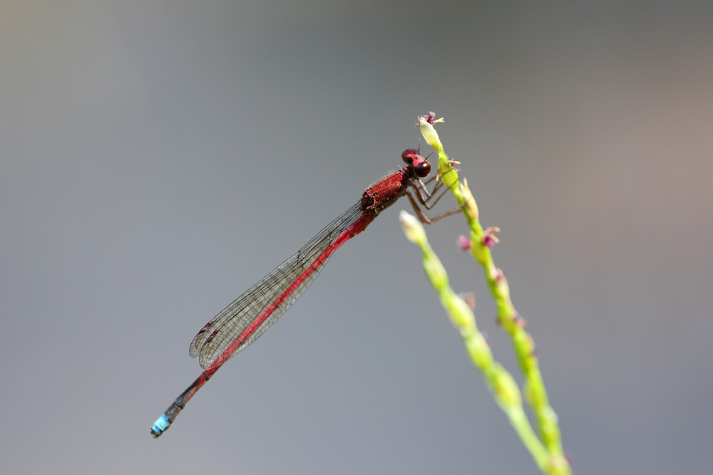 Oxyagrion